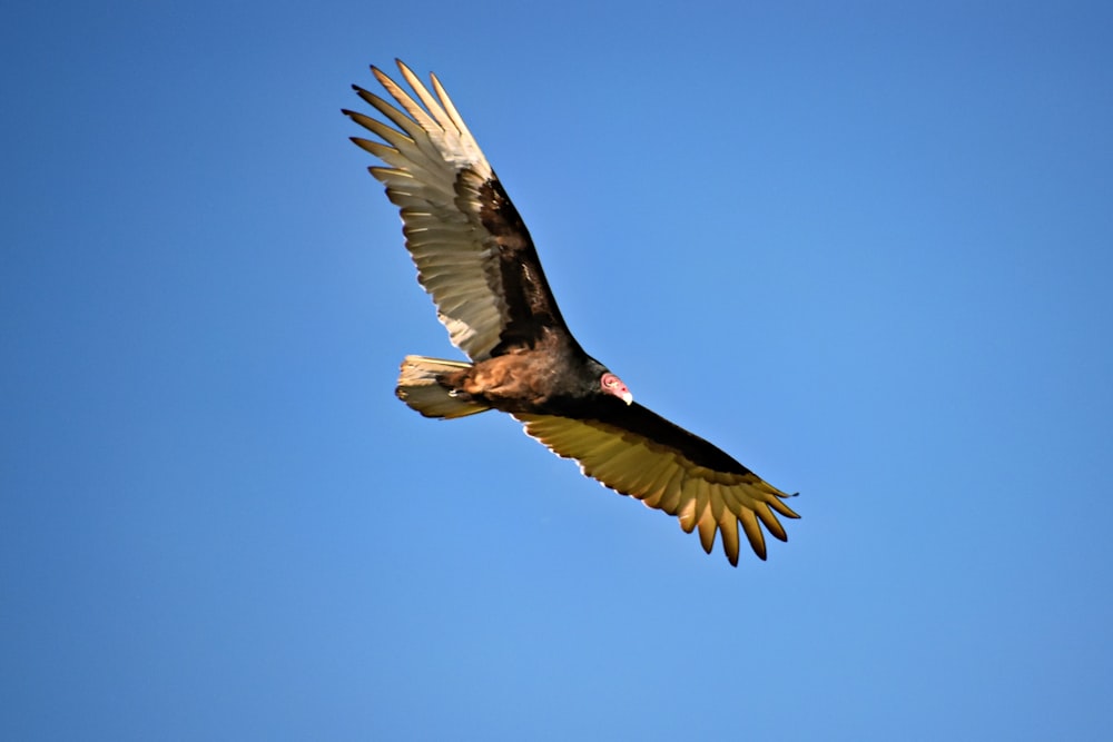 a large bird flying through a blue sky