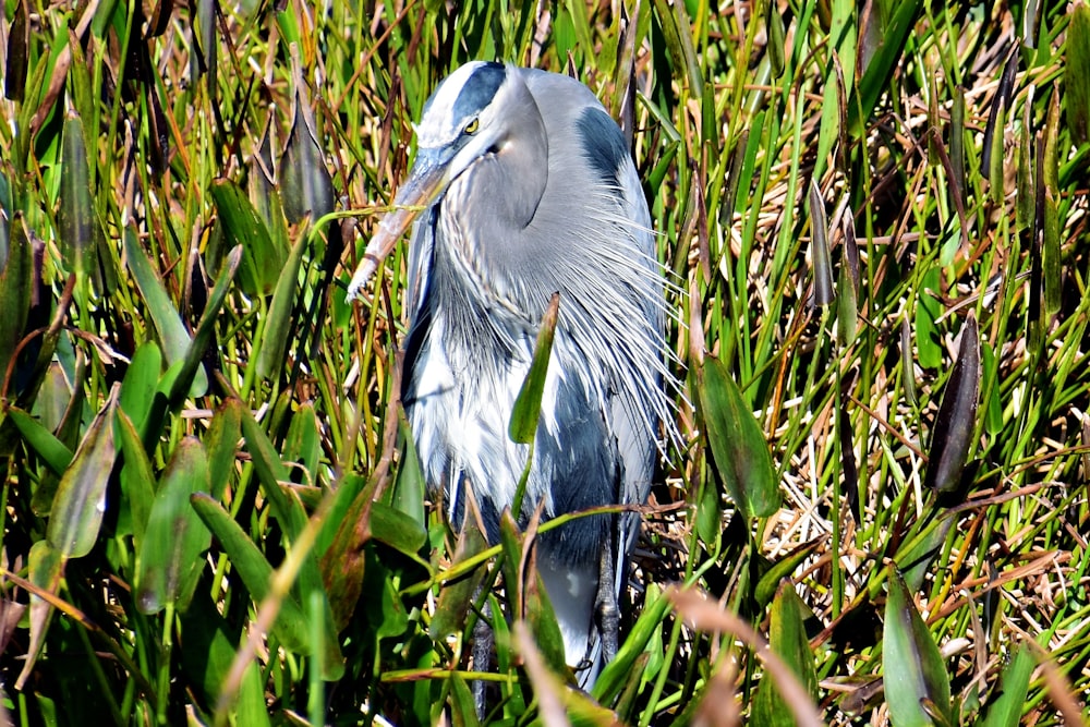 a close up of a bird in a field of grass