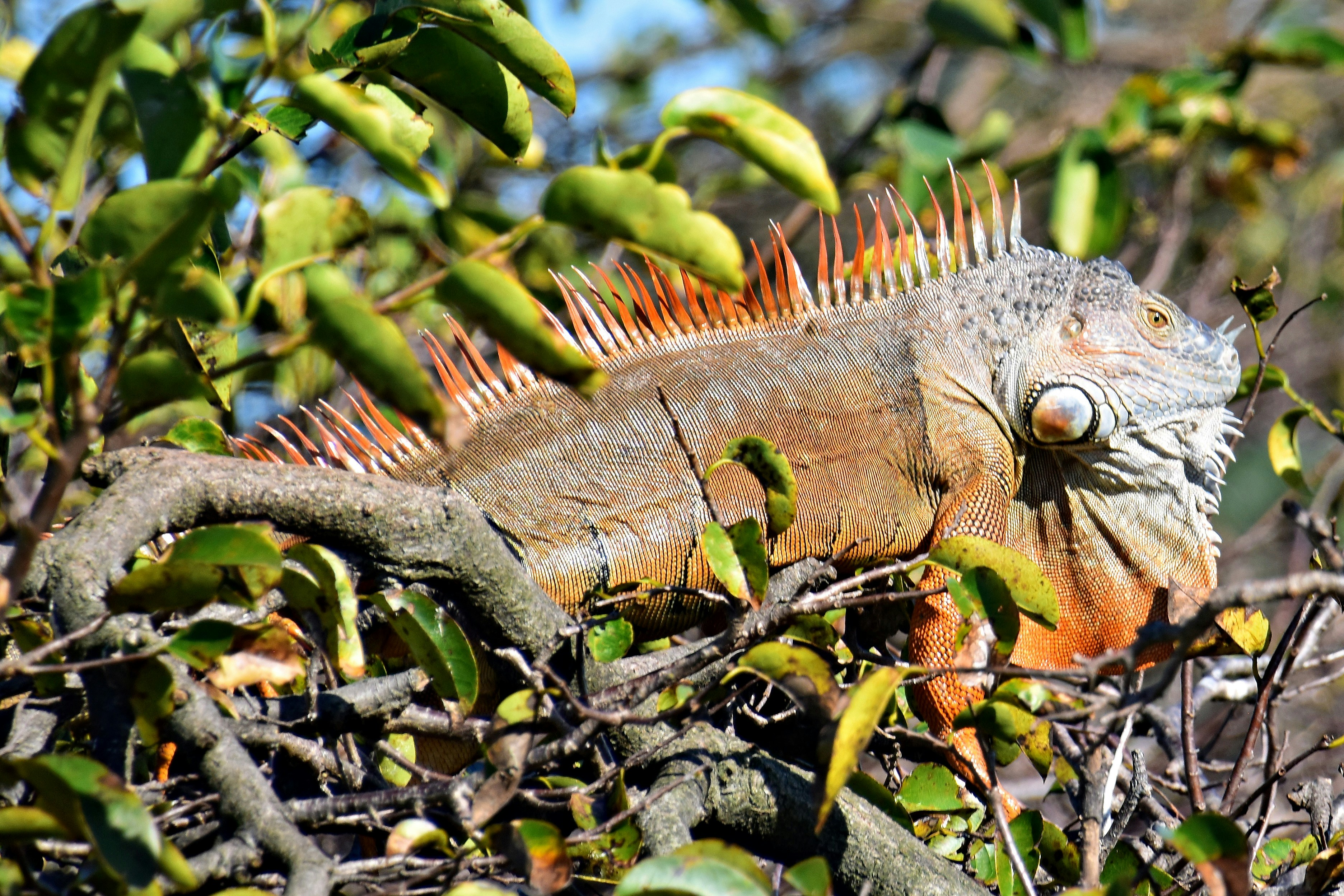 an iguana in a tree with lots of leaves