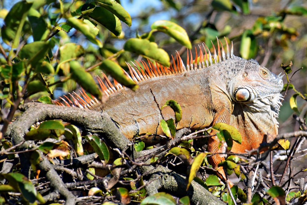 an iguana in a tree with lots of leaves