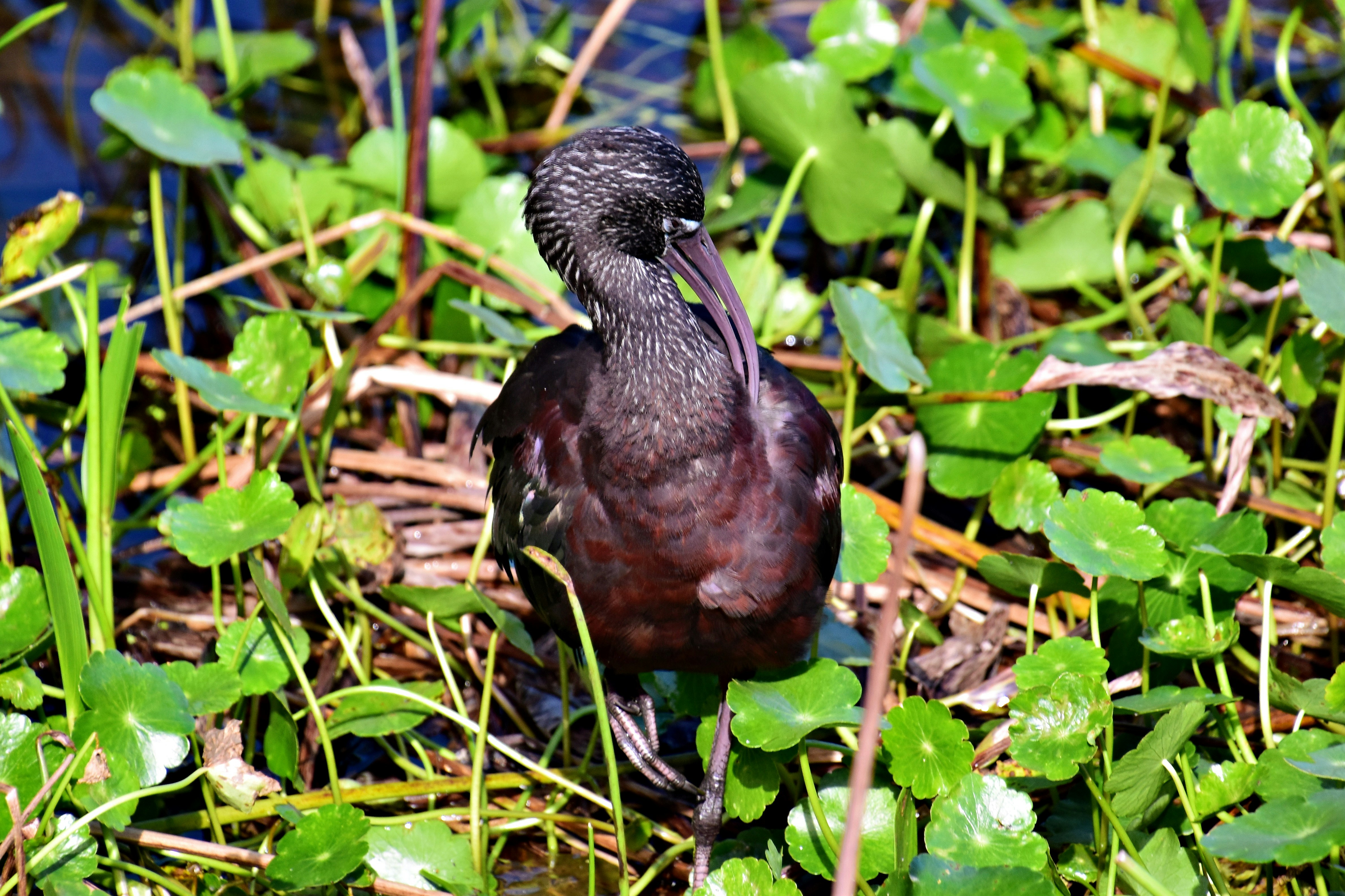a bird is standing in the grass by the water