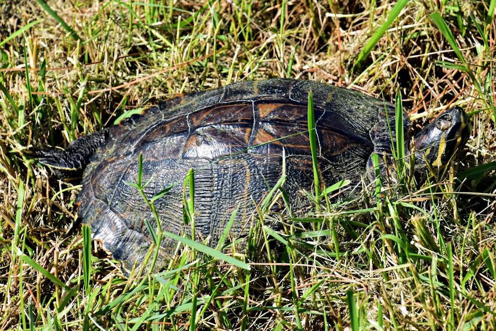 a turtle is laying in the grass on the ground