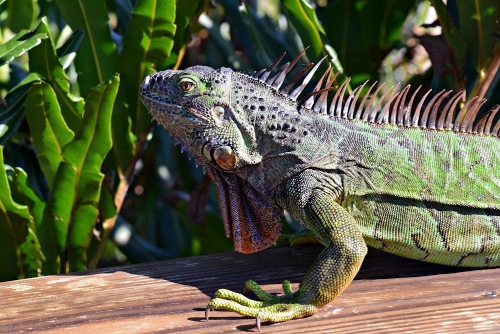 a green iguana sitting on a wooden bench