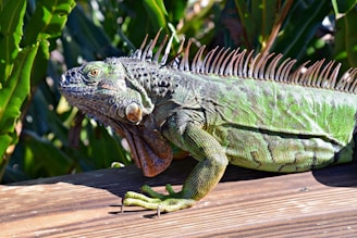 large iguana on porch decking for removal