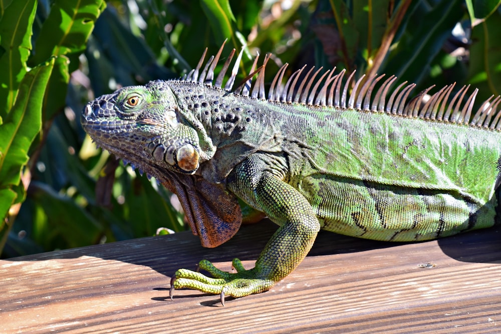 a large green lizard sitting on a wooden table