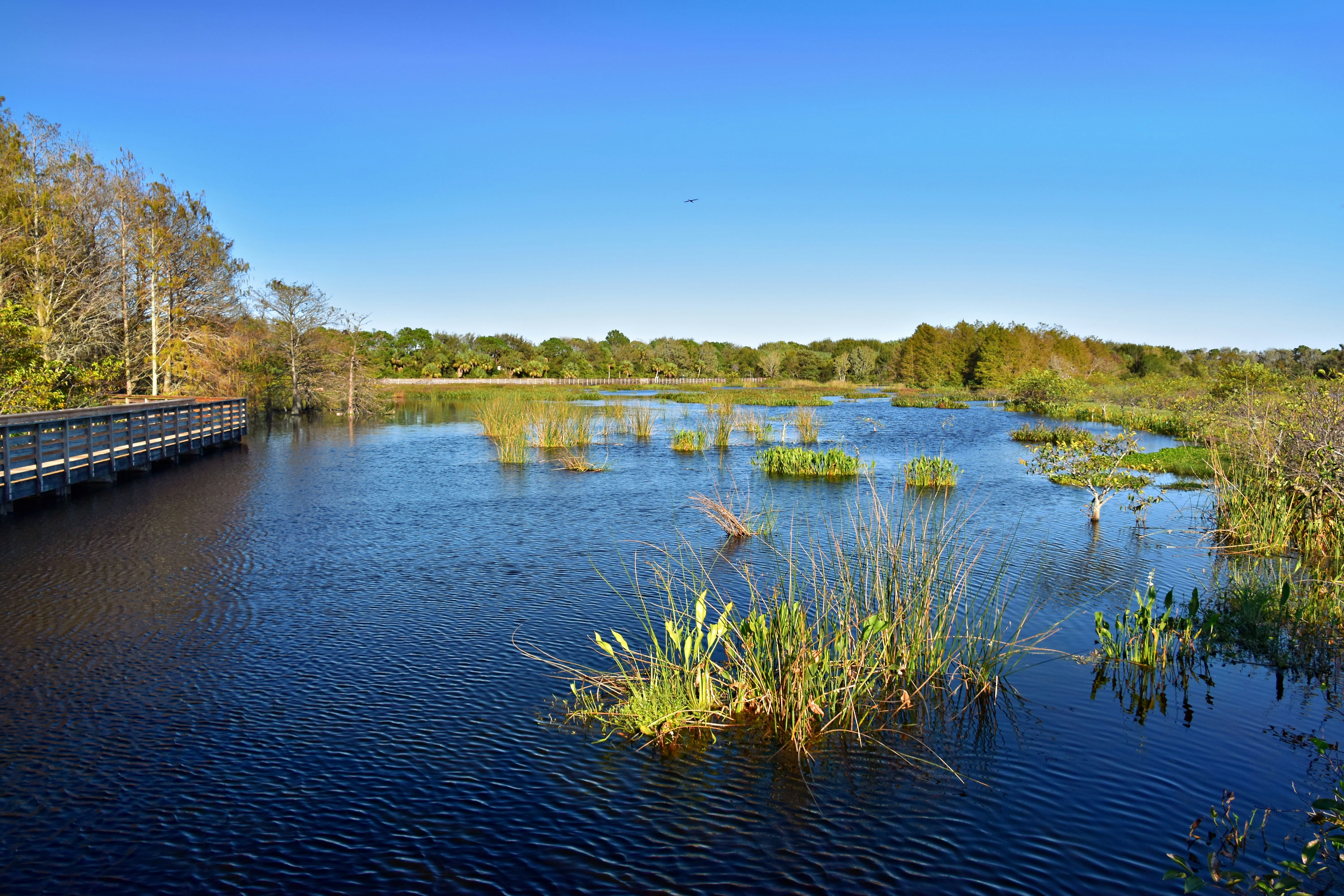 a body of water surrounded by trees and grass