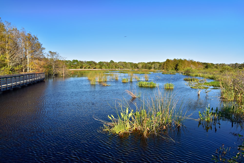 a body of water surrounded by trees and grass