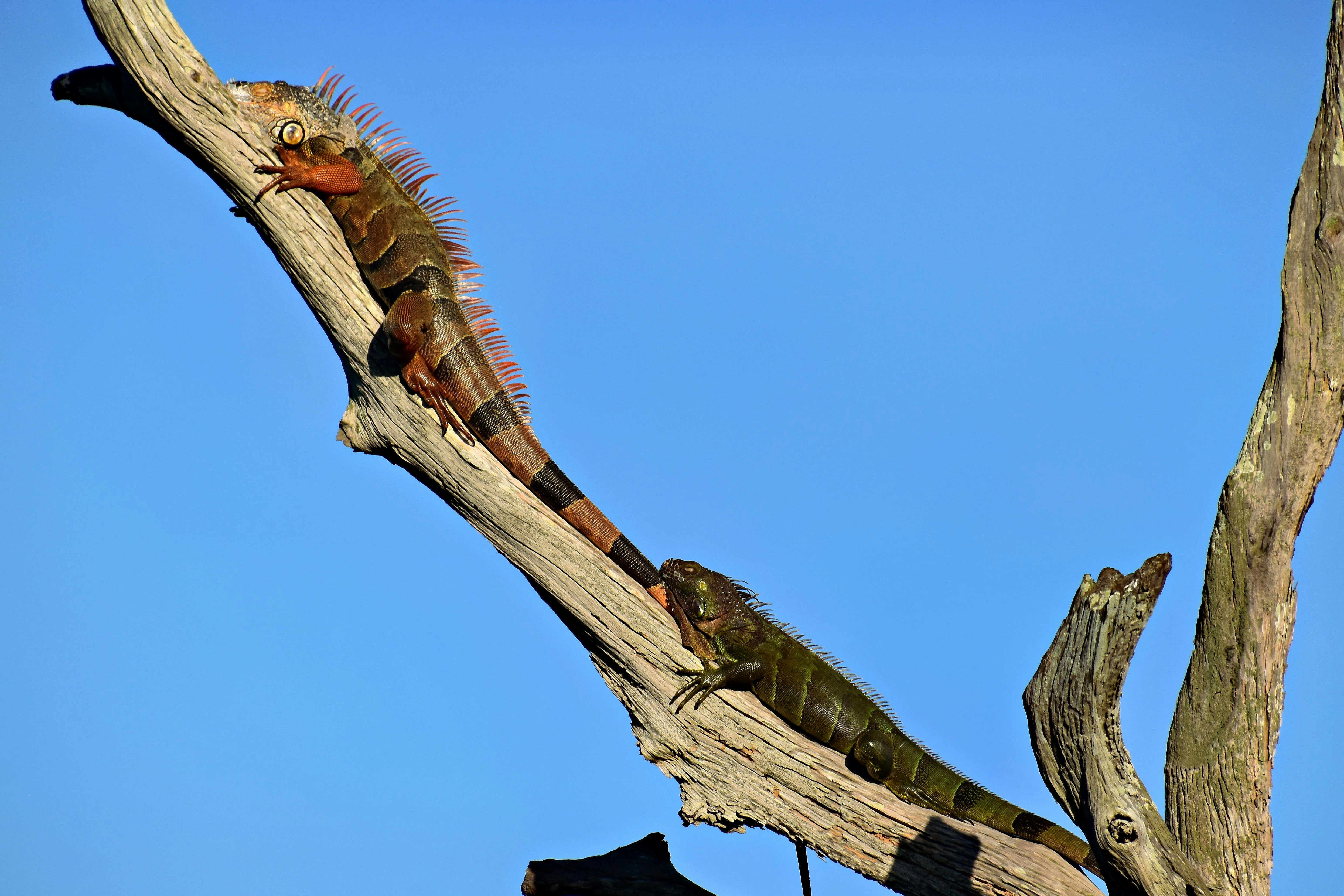 a lizard is sitting on a tree branch
