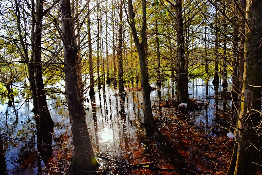 a swamp filled with lots of water surrounded by trees