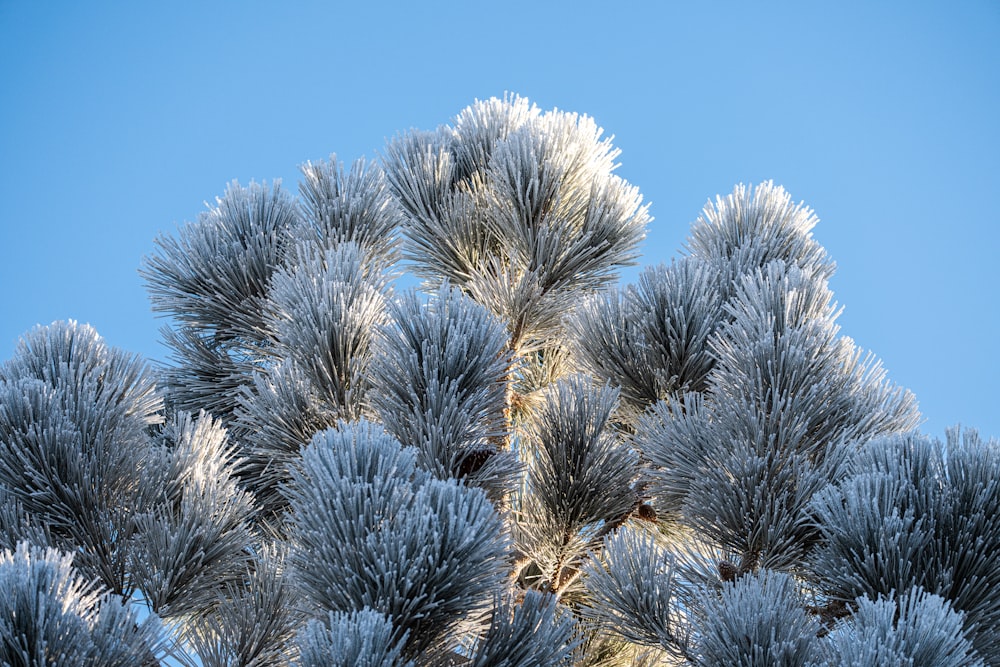 a pine tree covered in frost against a blue sky