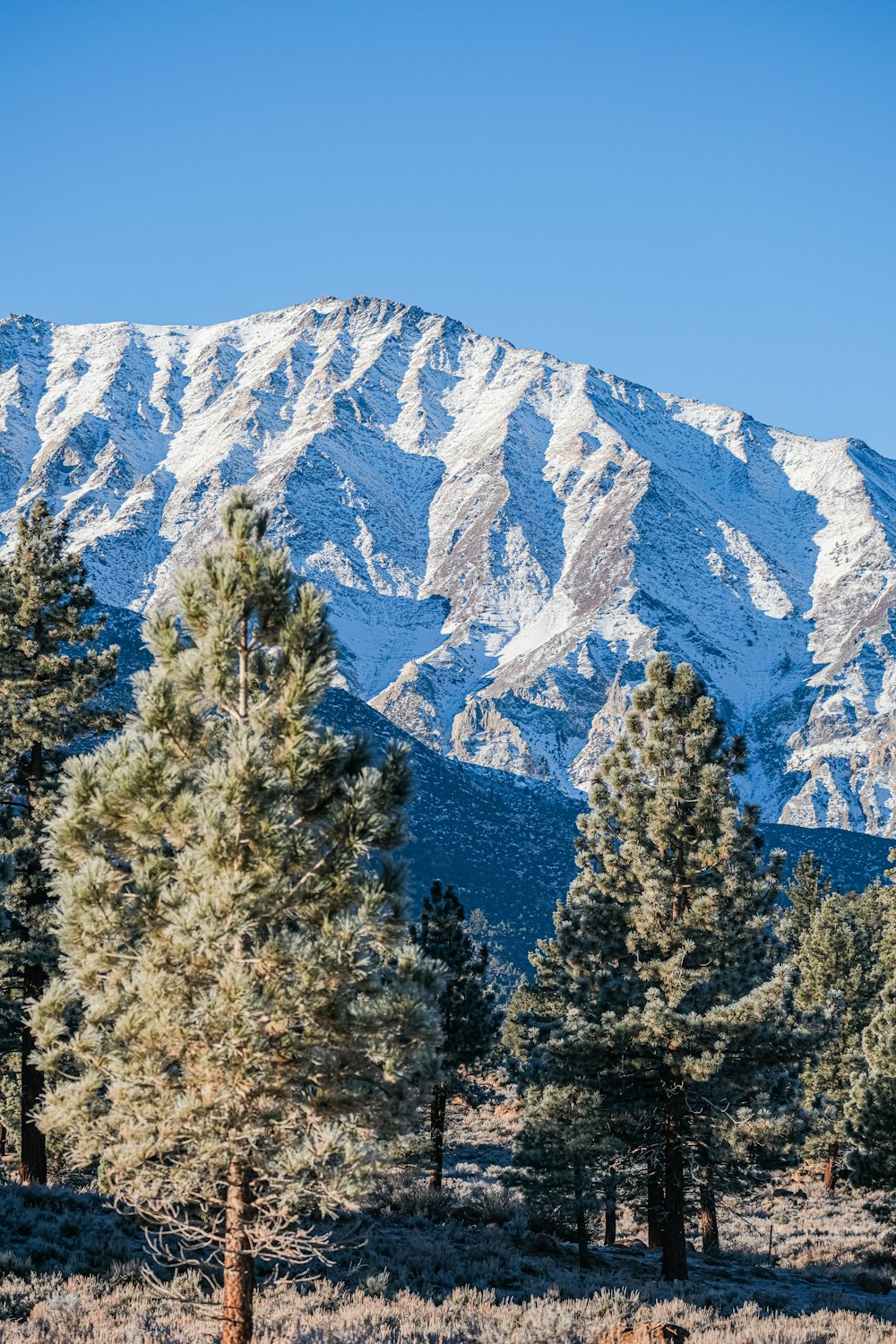 a snowy mountain range with trees in the foreground