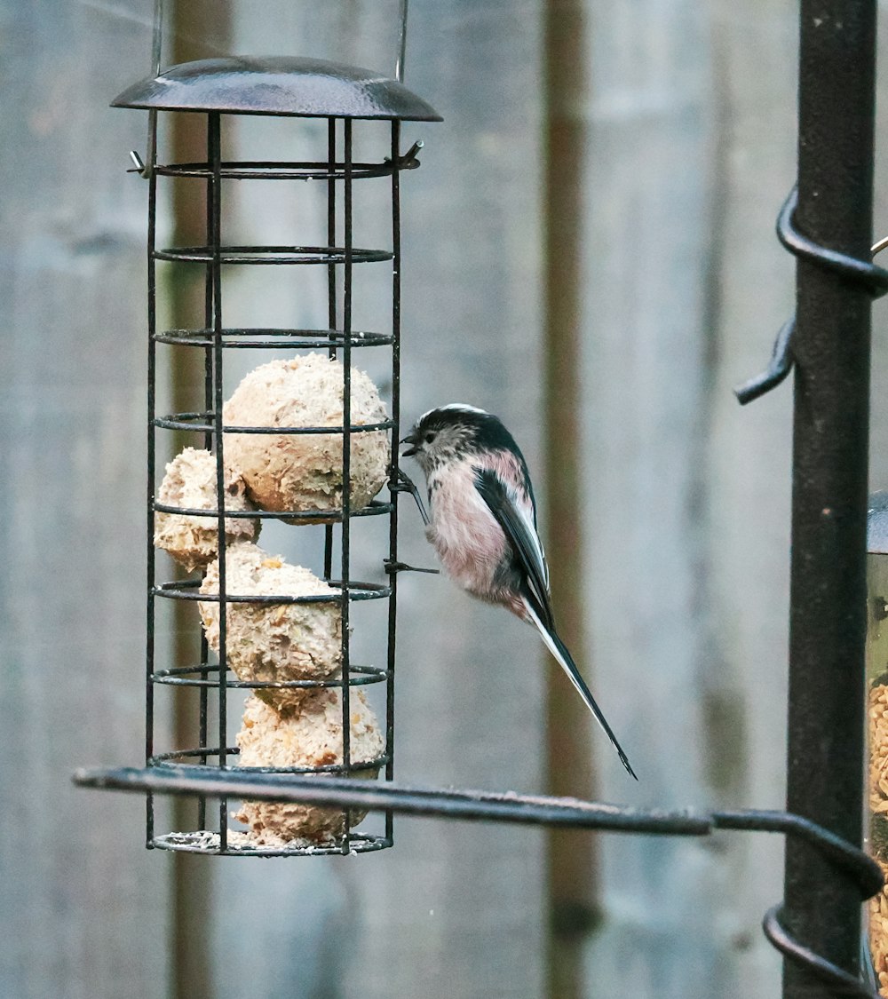 a bird that is standing on a bird feeder