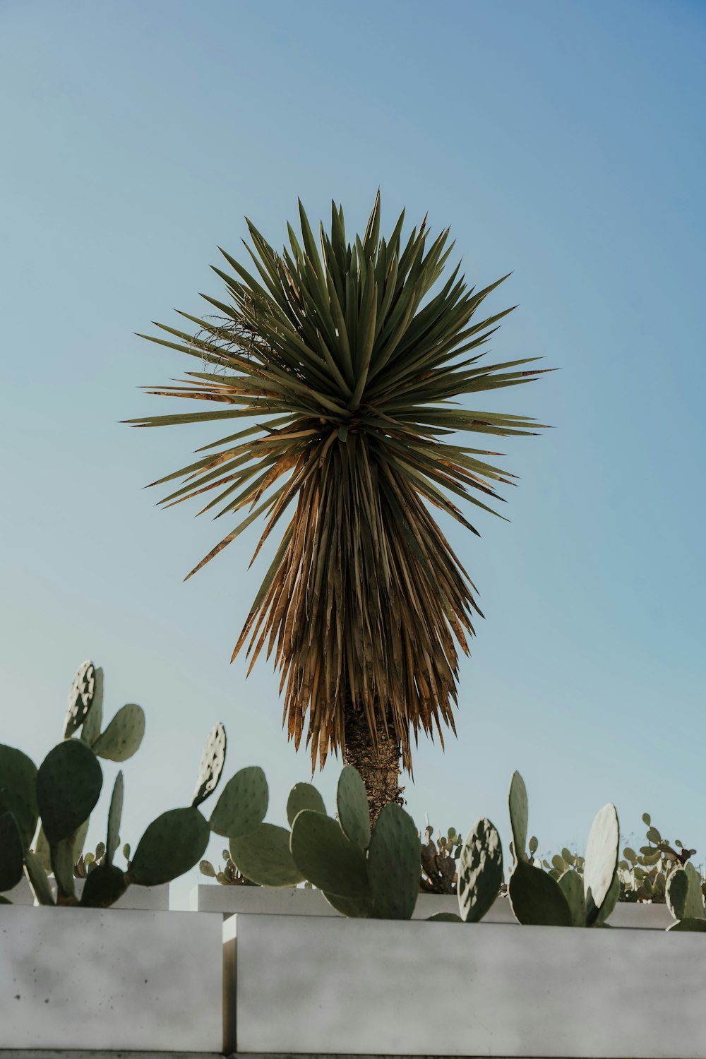 a large green plant sitting on top of a cement wall