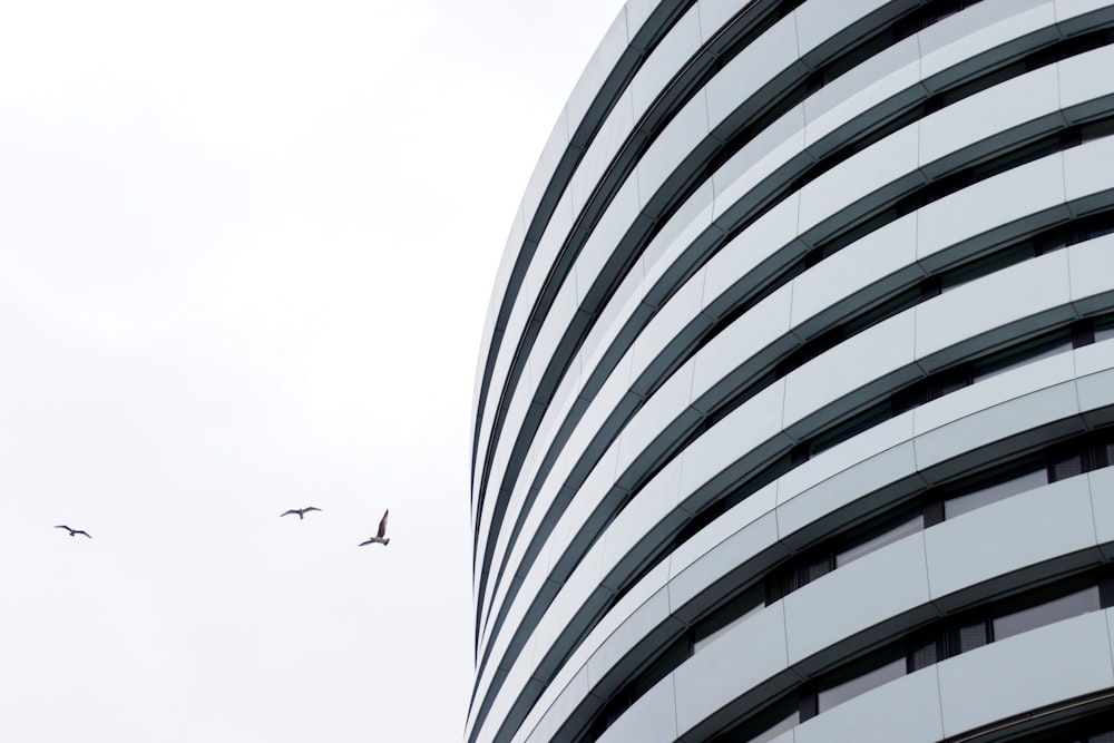 a couple of birds flying in front of a building