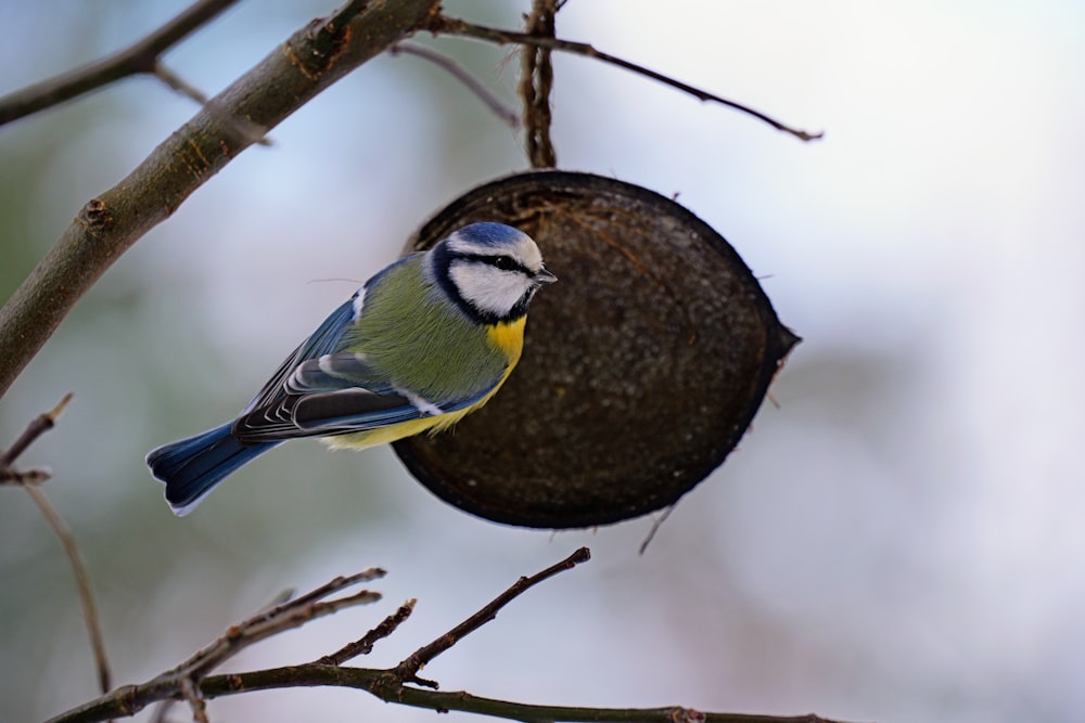 a small bird perched on a tree branch