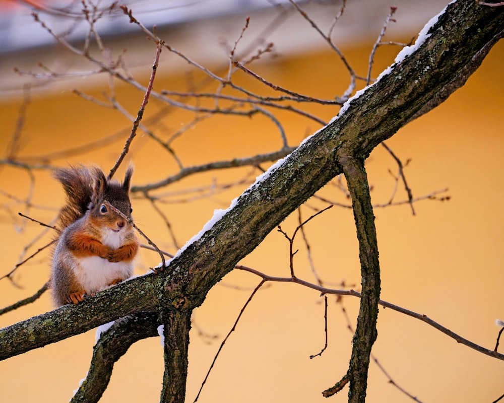 a squirrel is sitting on a tree branch