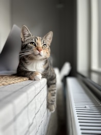 a cat sitting on top of a window sill