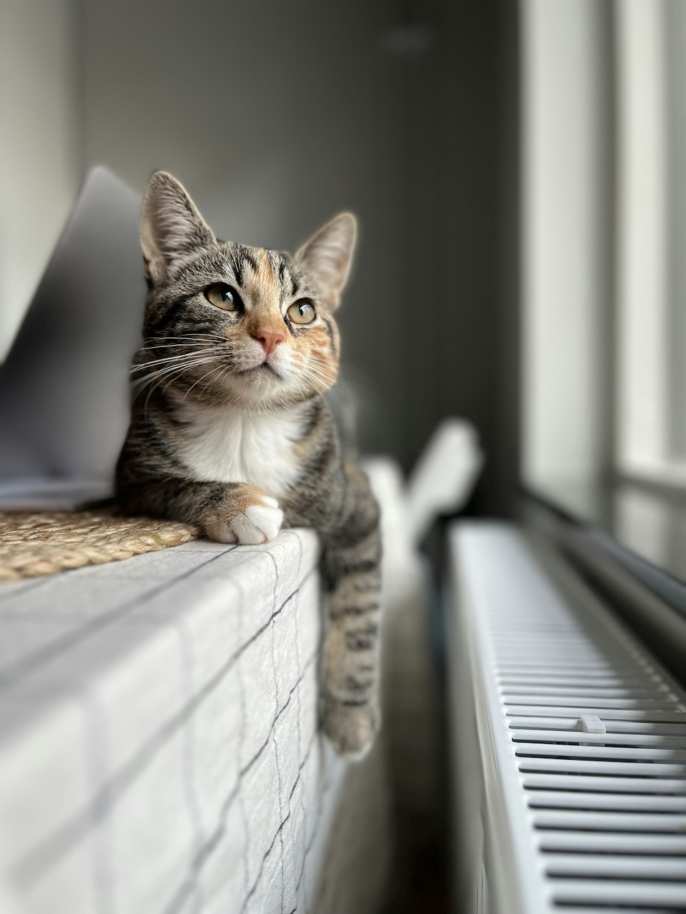 a cat sitting on top of a window sill