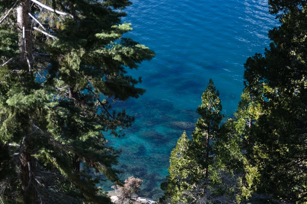 a body of water surrounded by trees and rocks