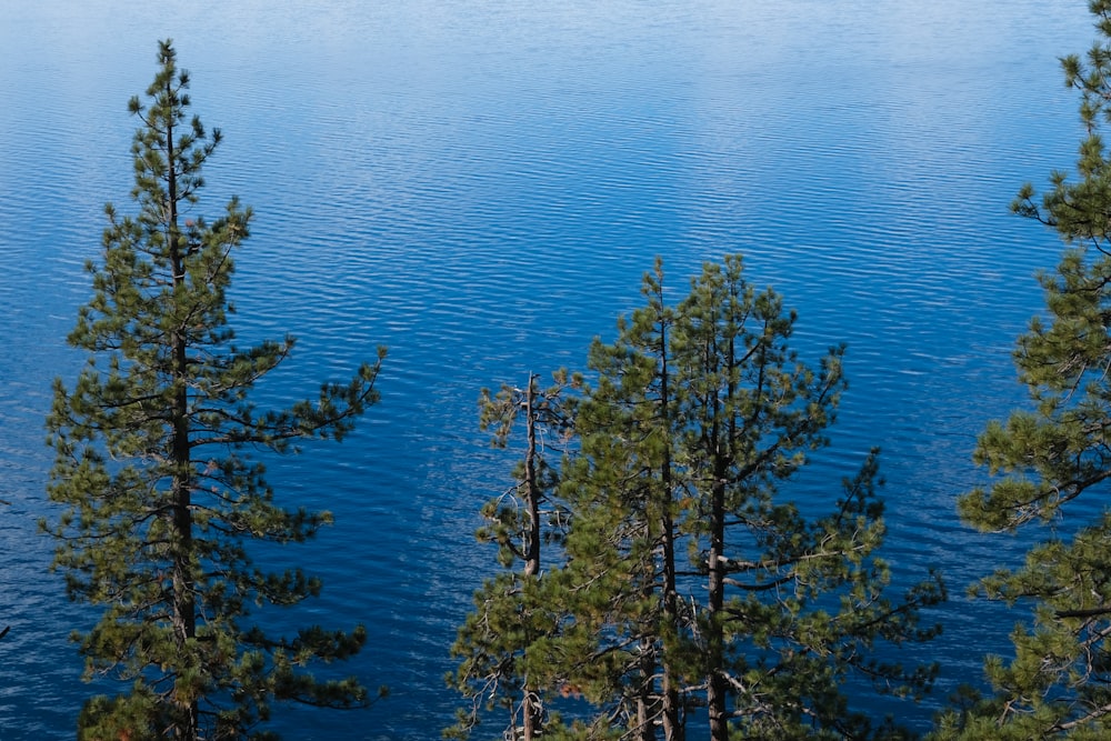 a body of water surrounded by pine trees
