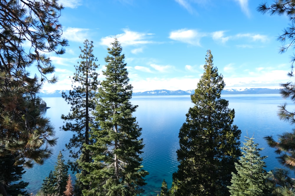 a view of a lake through some trees