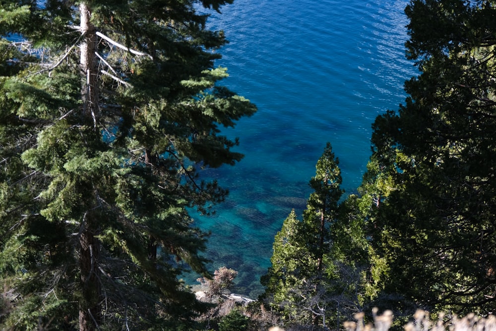 a body of water surrounded by trees and rocks