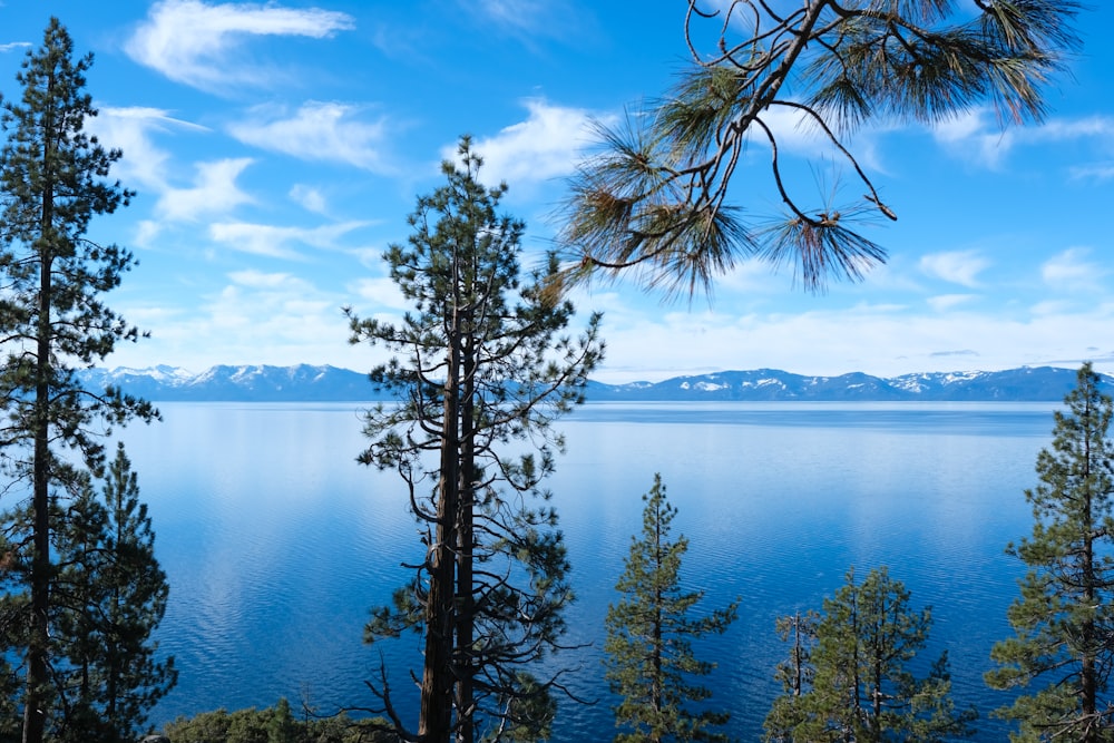 a scenic view of a lake surrounded by pine trees