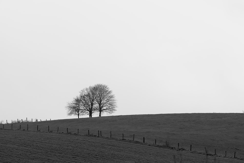 a black and white photo of a tree on a hill