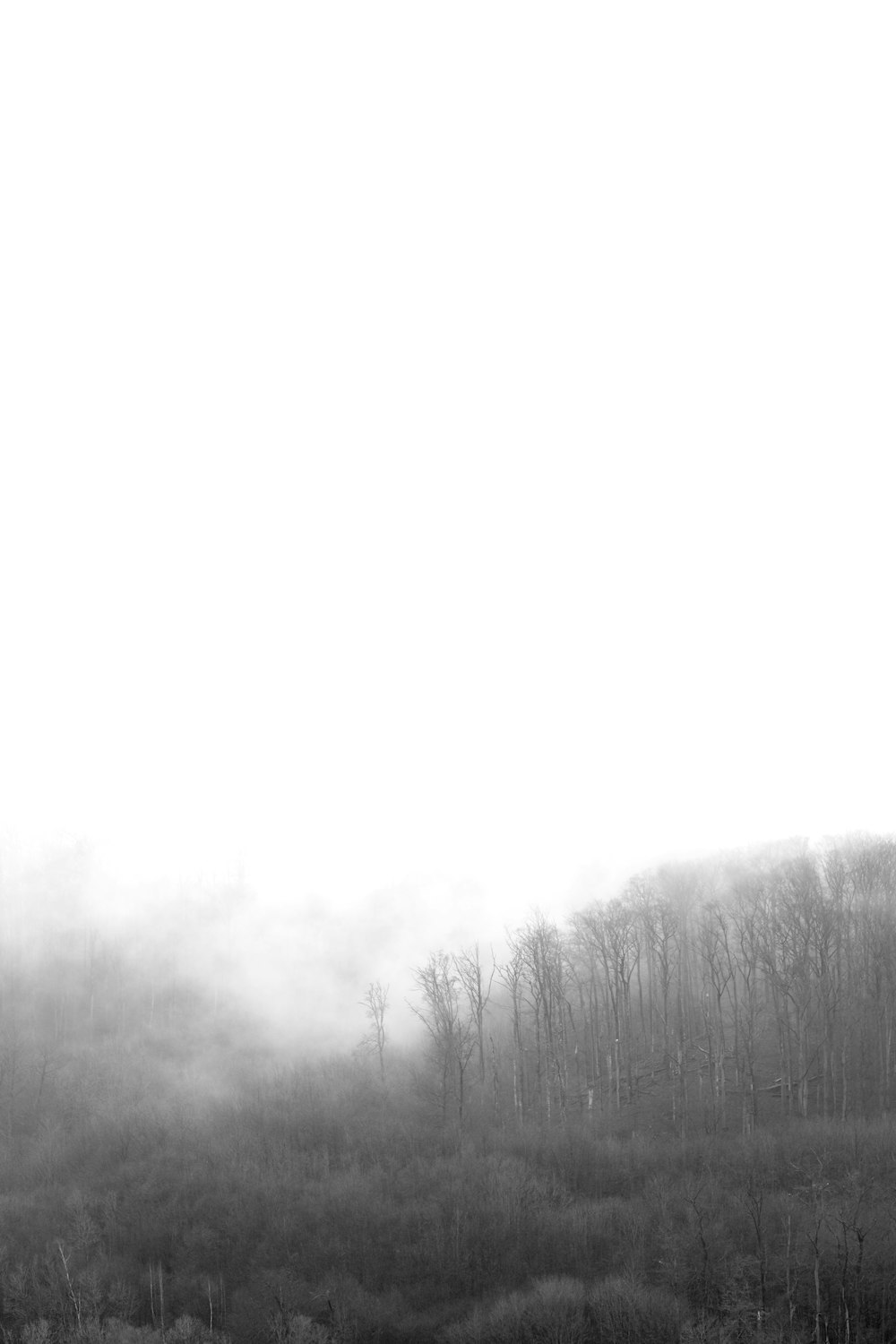 a black and white photo of a foggy field