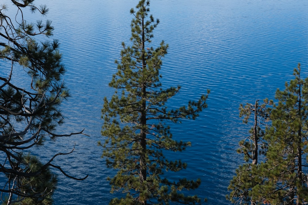 a body of water surrounded by pine trees