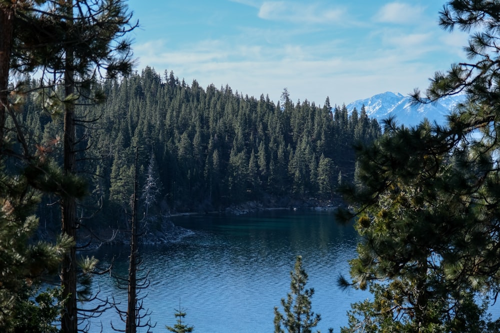 a large body of water surrounded by trees