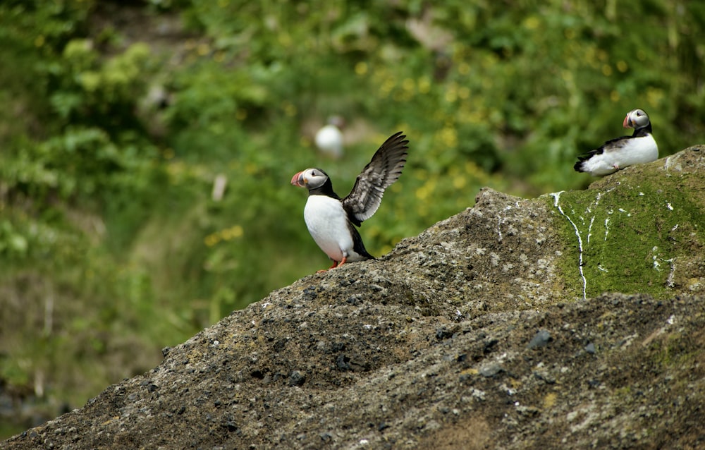 a couple of birds sitting on top of a rock