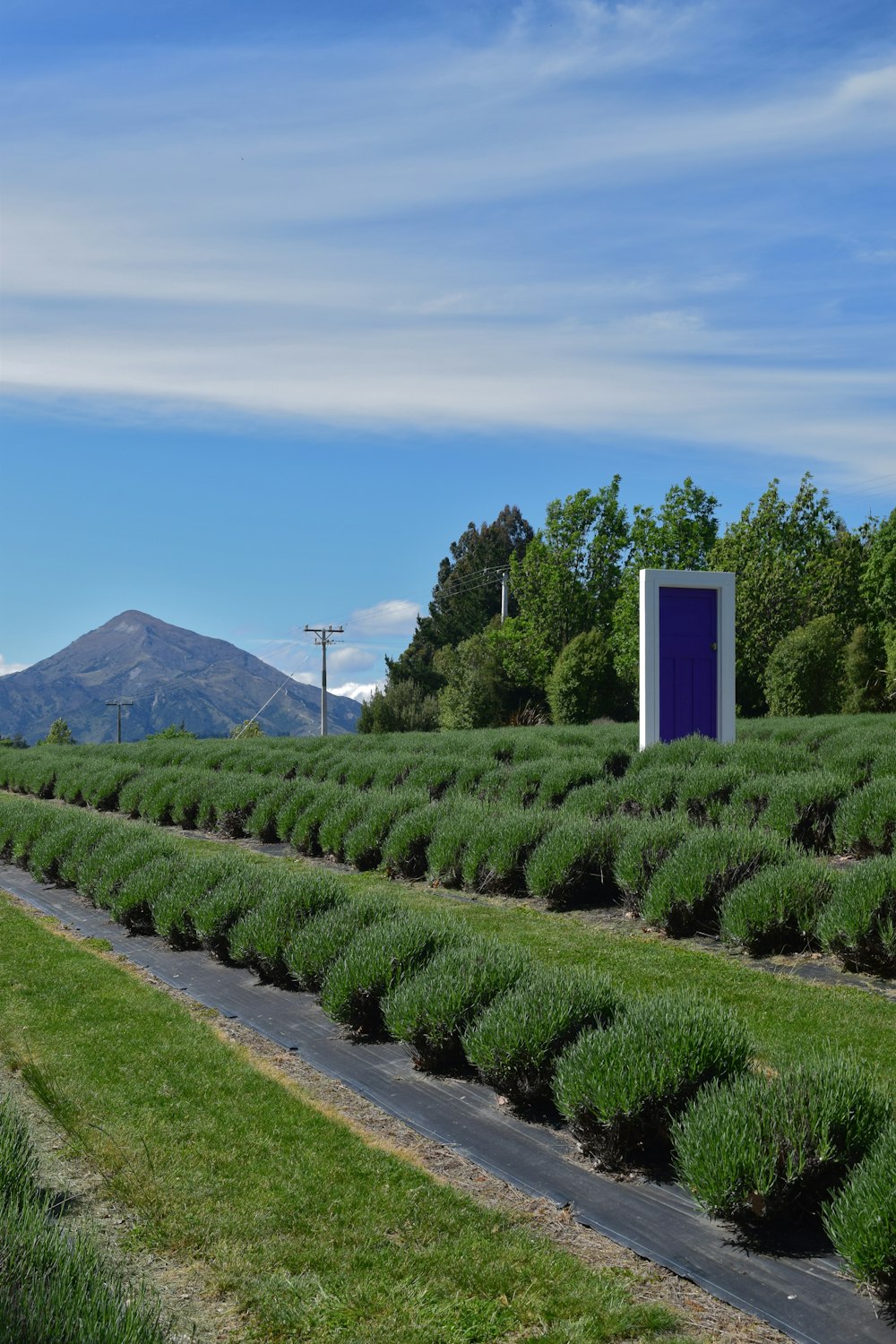 a field of lavender plants with mountains in the background