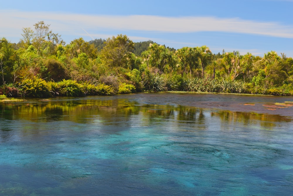 a body of water surrounded by trees and bushes