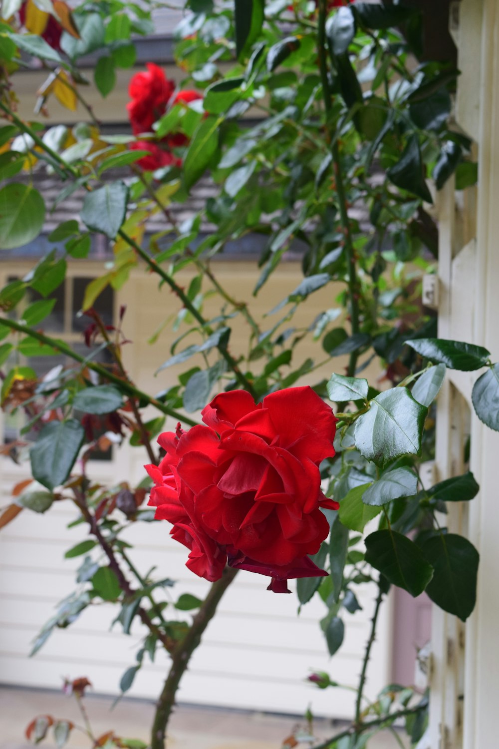 a red rose is blooming in a garden