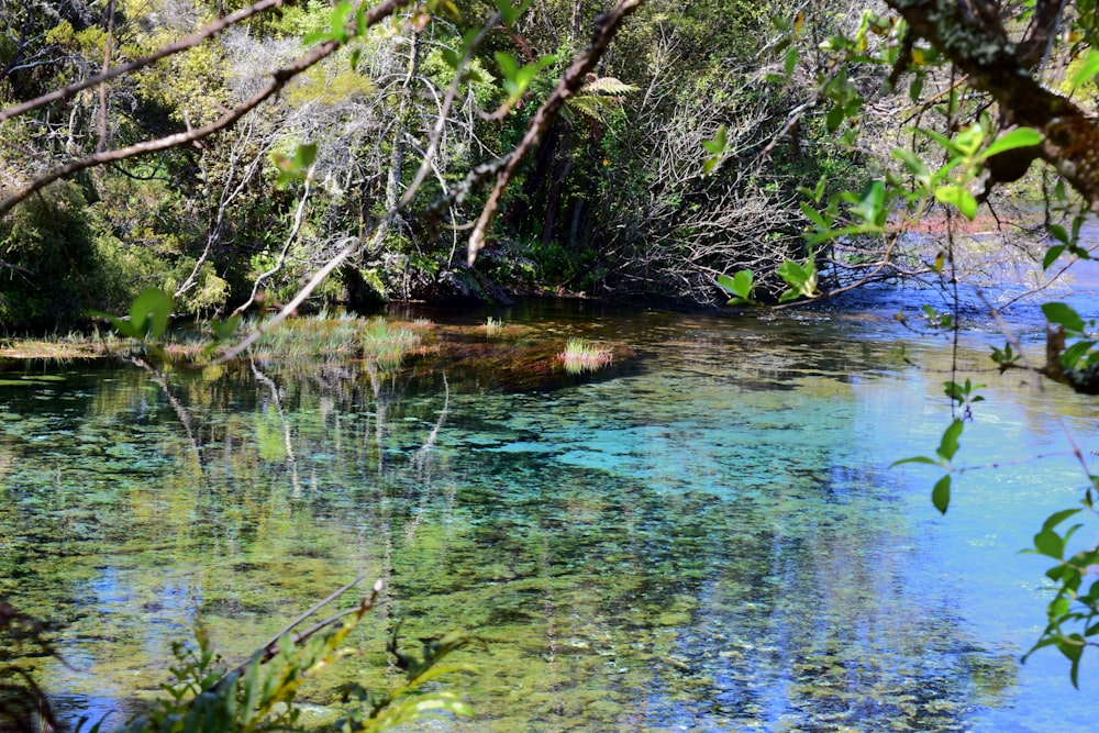 a river with clear water surrounded by trees