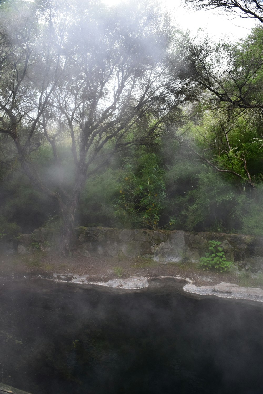 De la vapeur s’élève d’un bassin d’eau dans une zone boisée