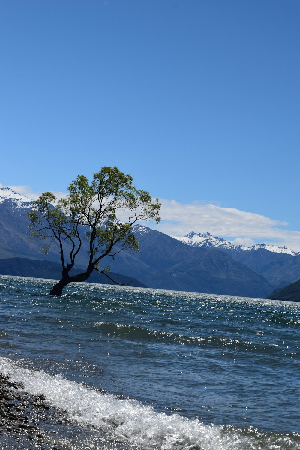 a lone tree sitting in the middle of a body of water