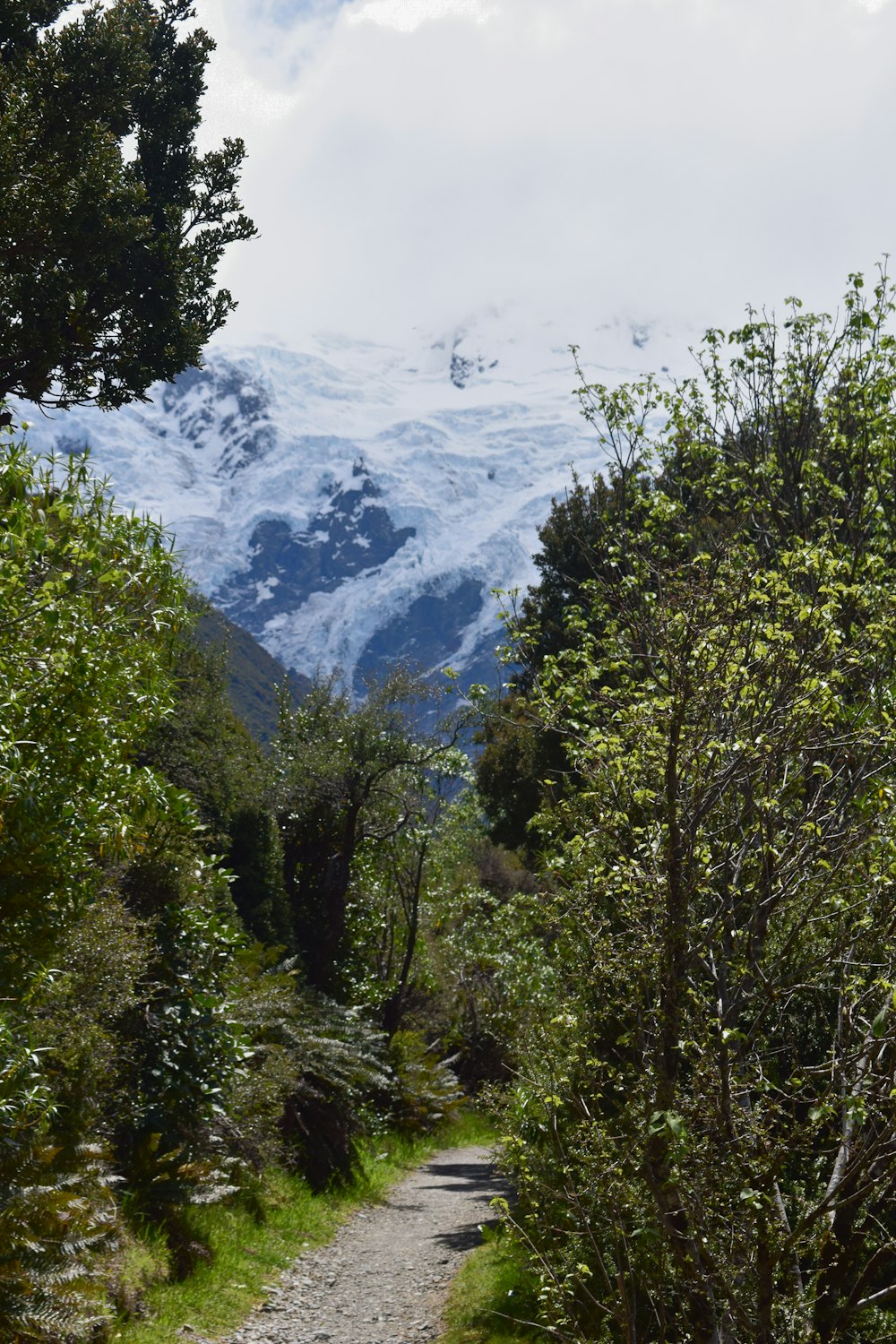 a trail in the woods with a mountain in the background