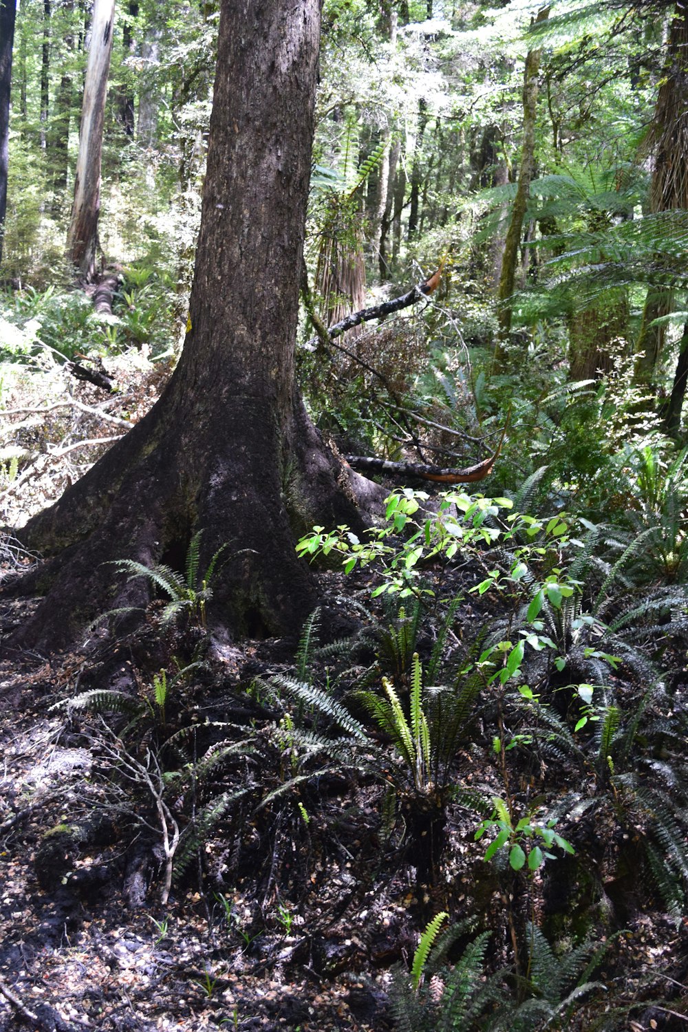 a large tree in the middle of a forest