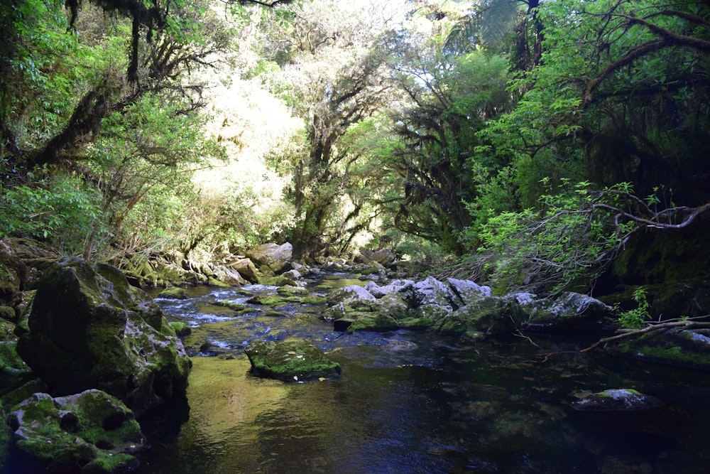 a stream running through a lush green forest