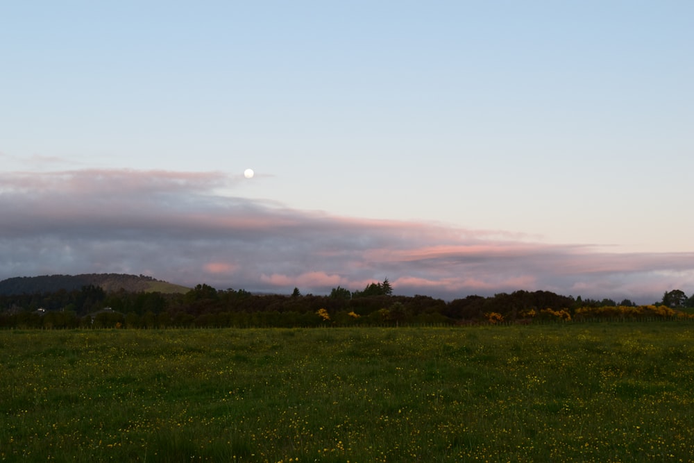 a grassy field with a hill in the distance