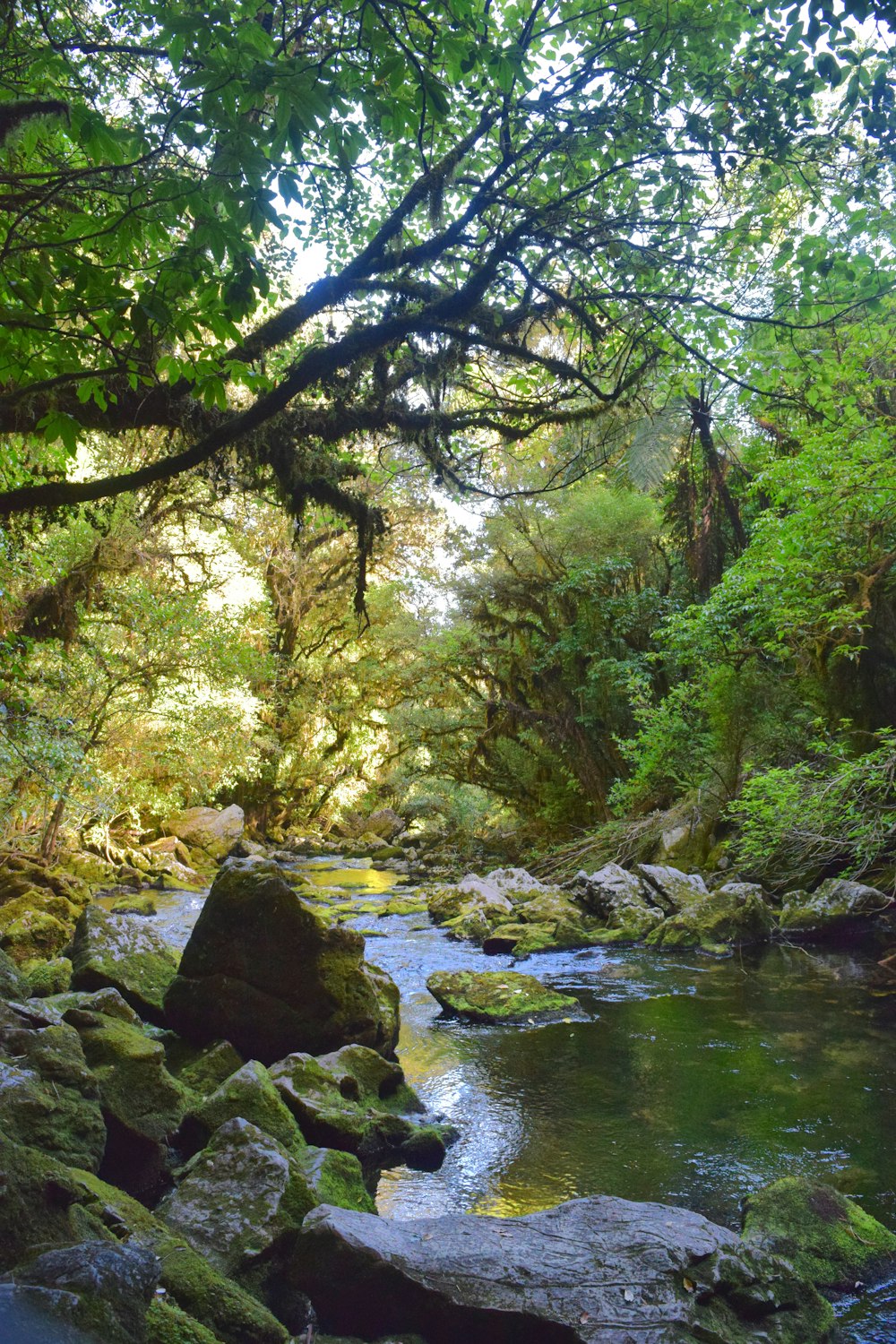 a river running through a lush green forest