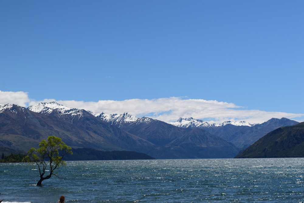 a lone tree in the middle of a lake with mountains in the background