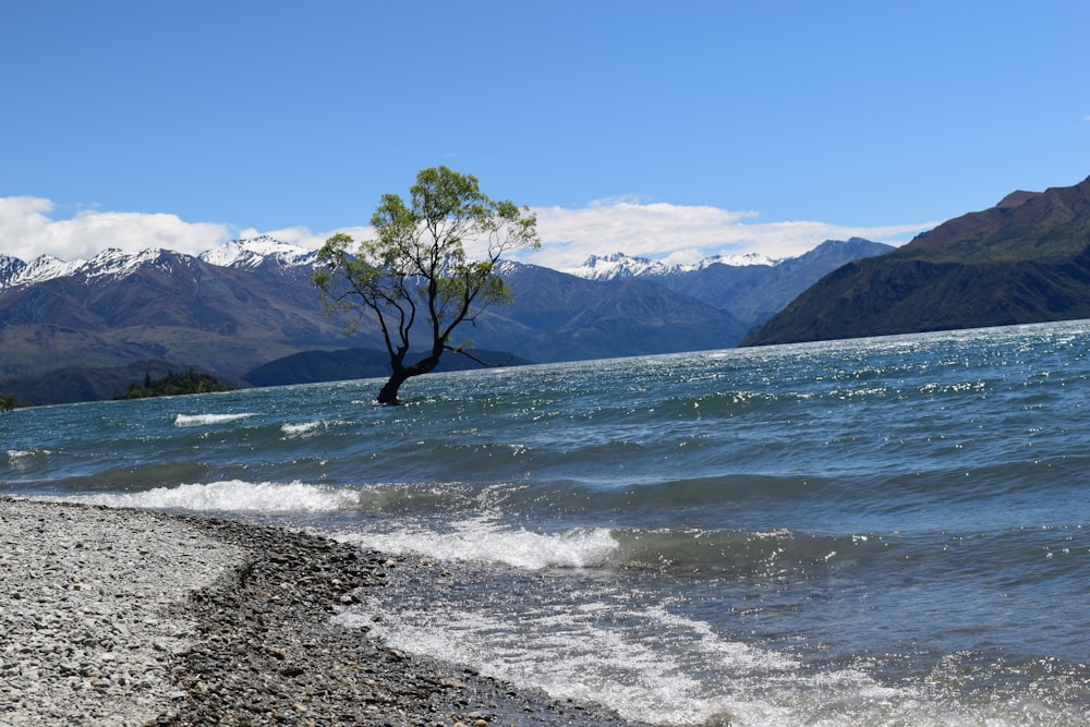 a lone tree on the shore of a lake
