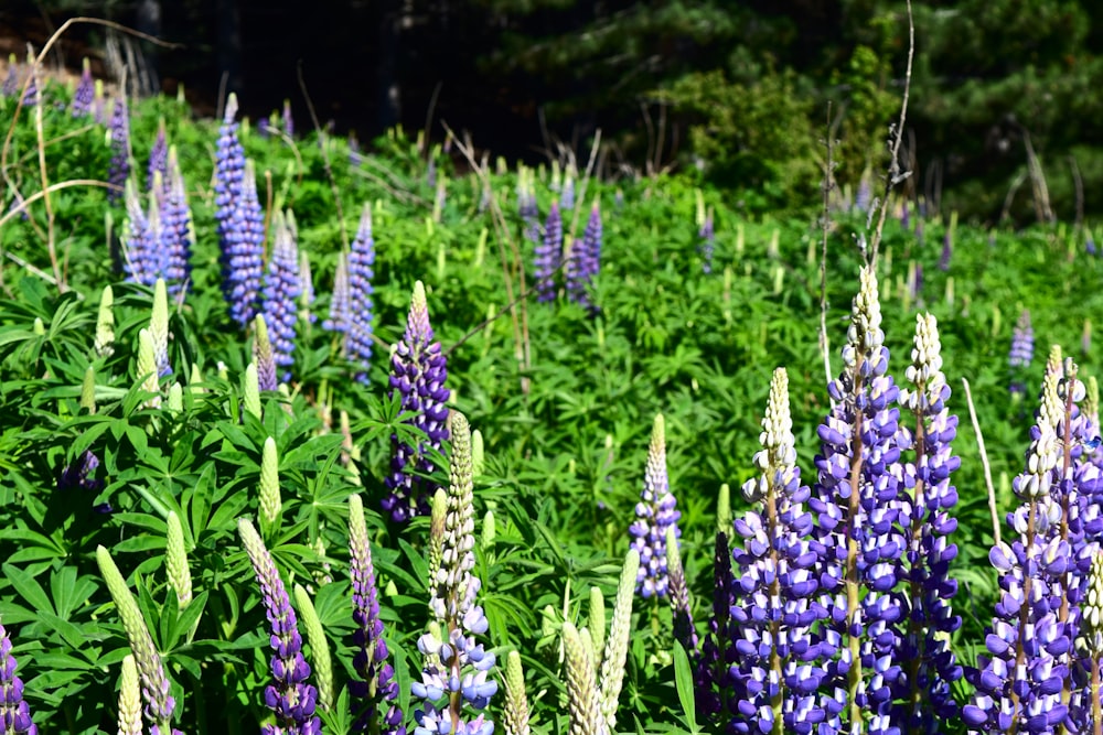 a field full of purple flowers next to a forest