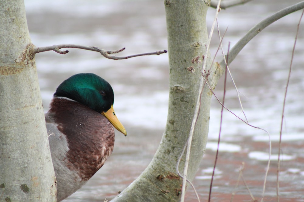 a duck sitting on top of a tree next to a body of water