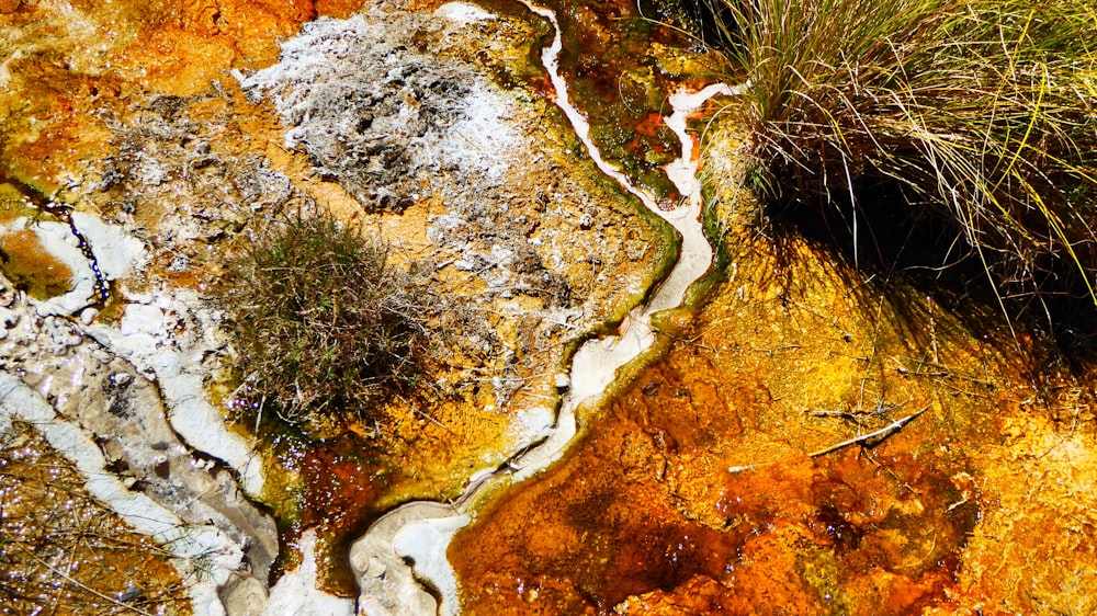 a close up of a rock with grass growing out of it