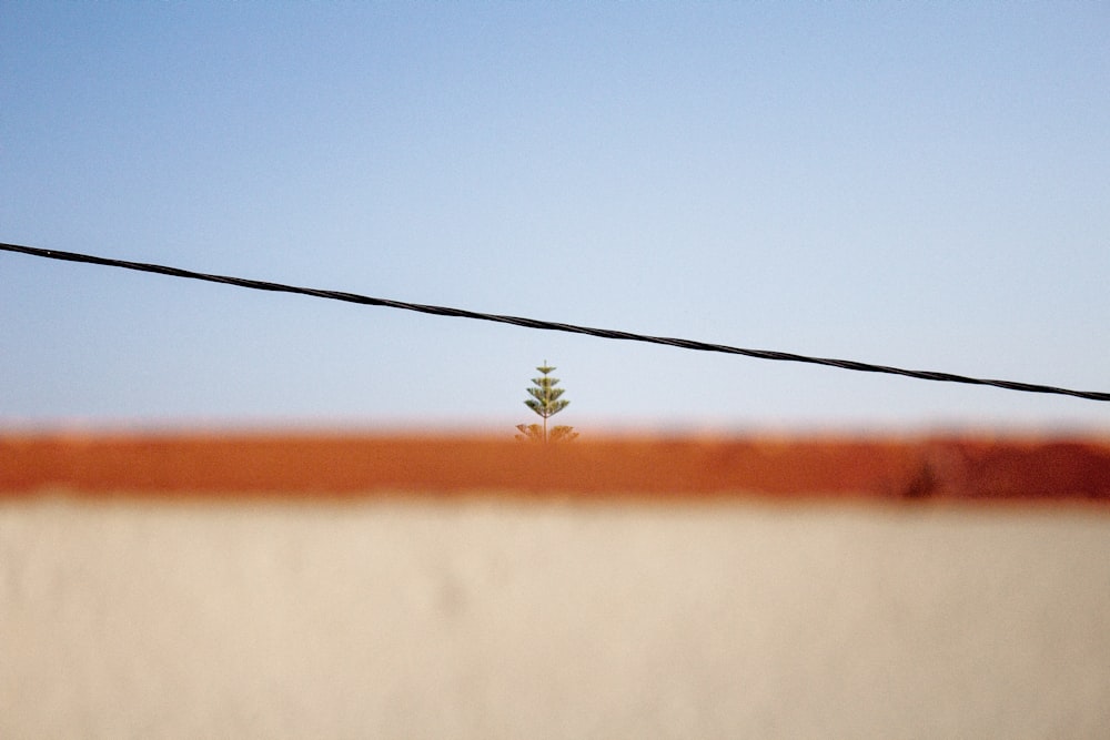 a small tree sitting on top of a cement wall