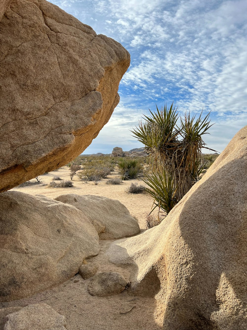 a rock formation with a plant growing out of it